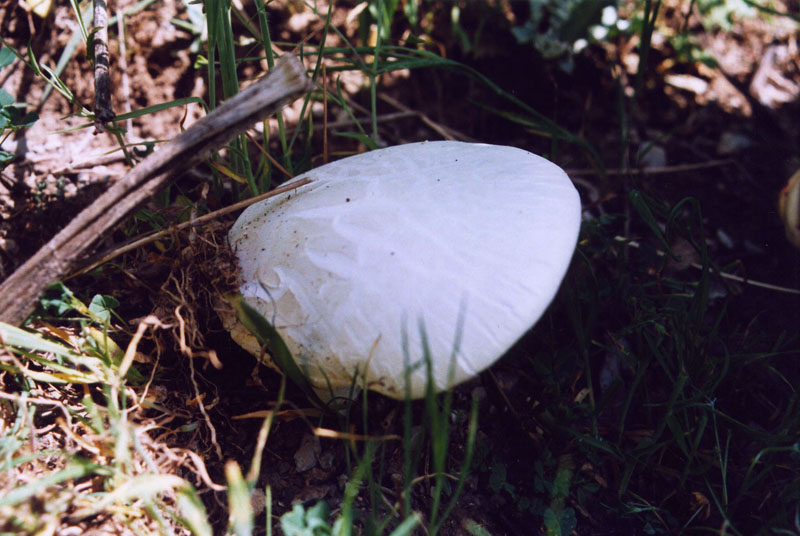 l''oro delle Madonie: P. nebrodensis (u funciu ri basiliscu)